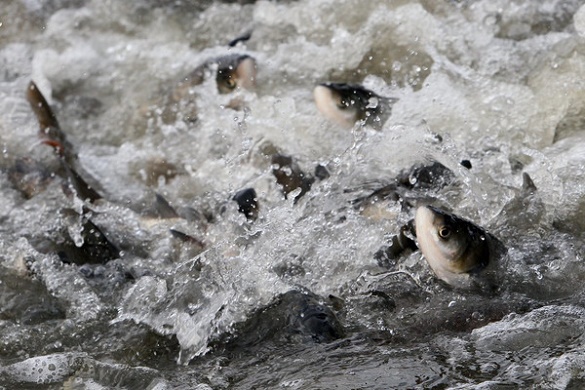 У Черкасах понад 12 тисяч екземплярів риби випустять у Кременчуцьке водосховище