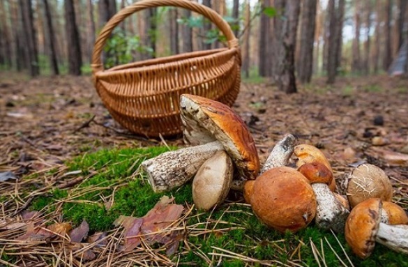 У Черкаській області підліток отруївся грибами