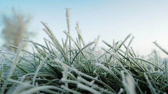 У Черкаській області наступного тижня прогнозують заморозки