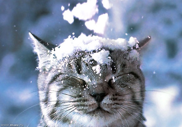 У кінці листопада синоптики прогнозують перший сніг у Черкаській області
