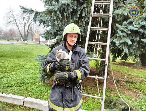 У Черкаській області з 10-метрової висоти рятували кота