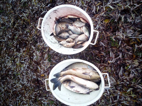 Черкаські інспектори затримали браконьєра, що рибалив за допомогою електролову