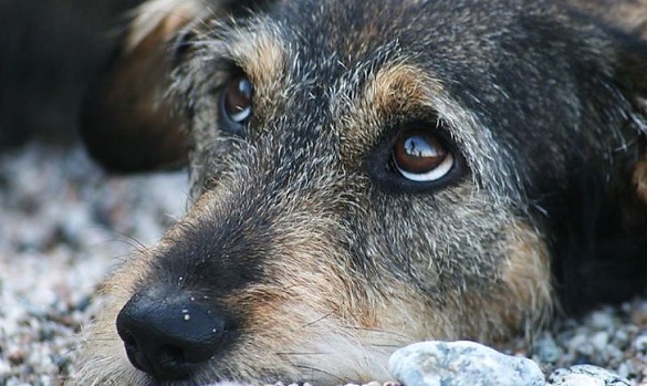 На Черкащині судитимуть чоловіка, який скалічив безпритульного собаку