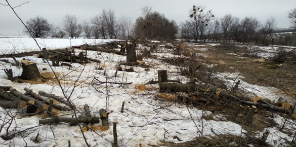 Збитки на понад мільйон гривень: на Черкащині виявили незаконну вирубку дерев