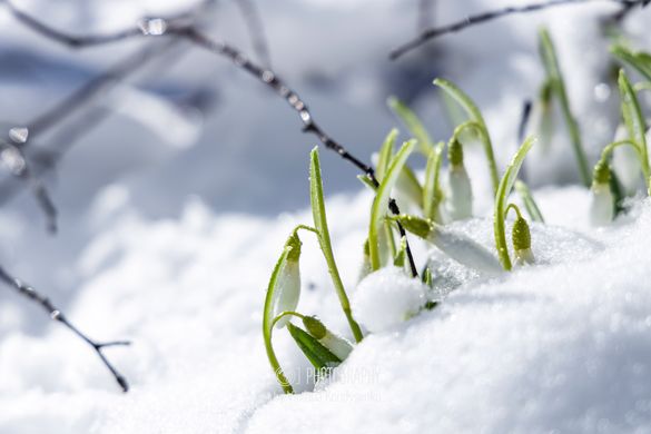 Під снігом на Черкащині розквітають первоцвіти (ФОТО)