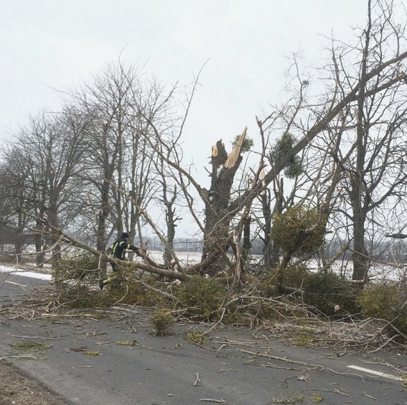 На Черкащині через сильний вітер на дорогу впало дерево