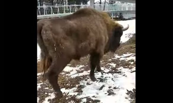 У черкаському зоопарку відвідувачі отруїли тварину