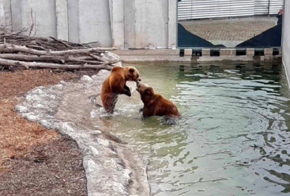 Ведмеді в черкаському зоопарку прокинулись від зимової сплячки