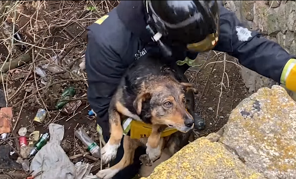 На Черкащині врятували собаку, яка впала у чотириметрову яму (ВІДЕО)