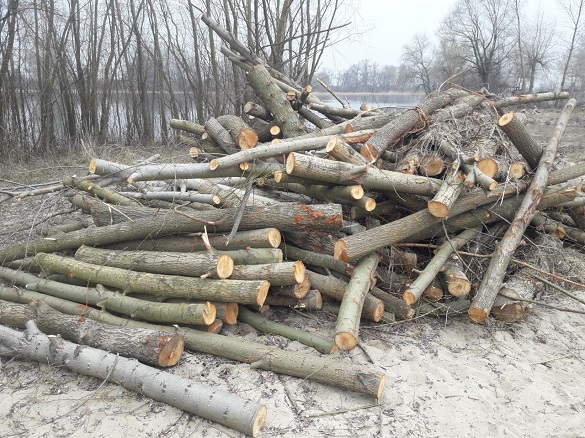 У Черкаській області невідомі вирубали понад 300 дерев
