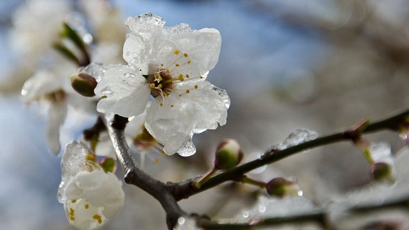 Морози в квітні: завтра на Черкащині прогнозують дощі, а потім похолодання