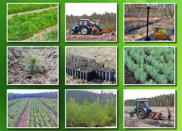 У Черкаській області висадили майже тисячу гектарів лісів