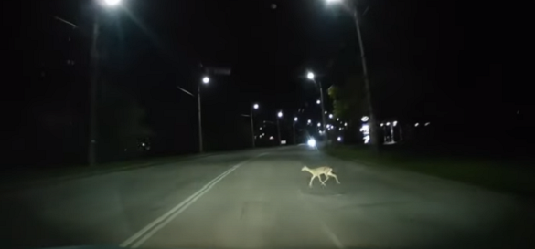 Дикі тварини в місті: в Черкасах по дорогах бігають косулі