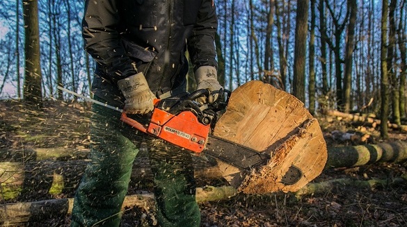 Чоловік на Черкащині зрізав два дерева на понад 500 гривень, його судили