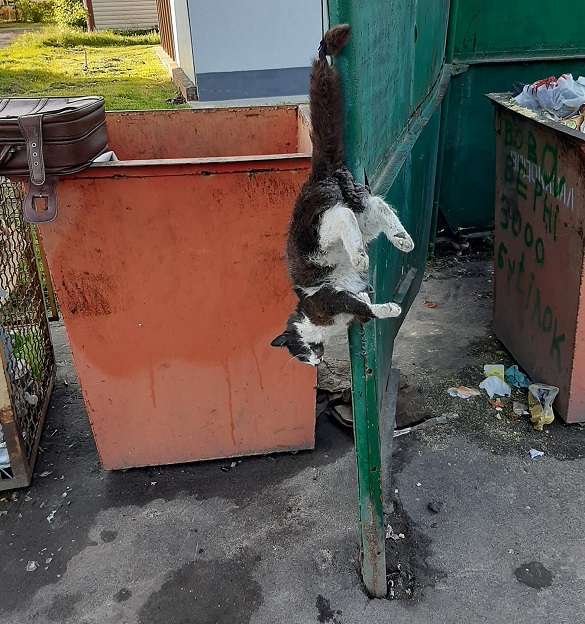 Підвісили за хвоста: на Черкащині невідомі жорстоко познущались над котом