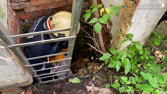 Із 2-метрової ями на Черкащині дістали собаку (ФОТО)