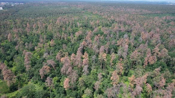 Поблизу Черкас почав масово всихати ліс (ВІДЕО)