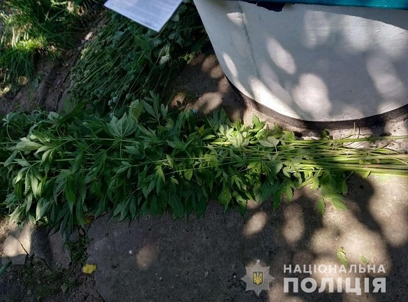 На Черкащині поліцейські виявили посів маку та коноплі (ФОТО)
