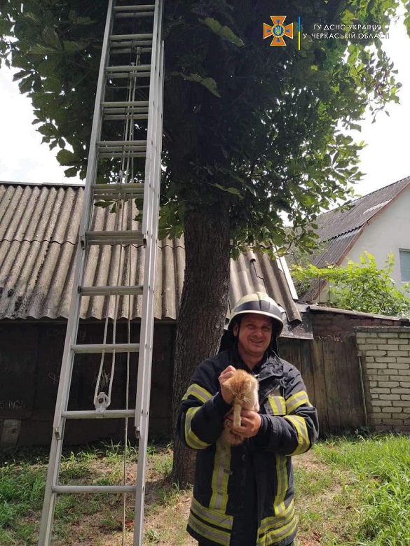 Черкаські рятувальники зняли з дерева кота (ФОТО)