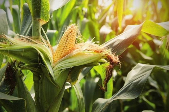 У Черкаській області судитимуть фермера, який хотів викрасти кукурудзу з чужого поля