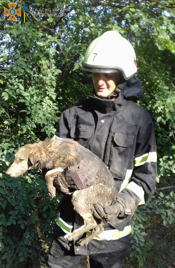 У Черкаській області врятували собаку, який впав до колодязя