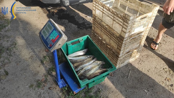 Збитки майже 70 тисяч: на Черкащині рибалка наловив забагато судака (ФОТО)