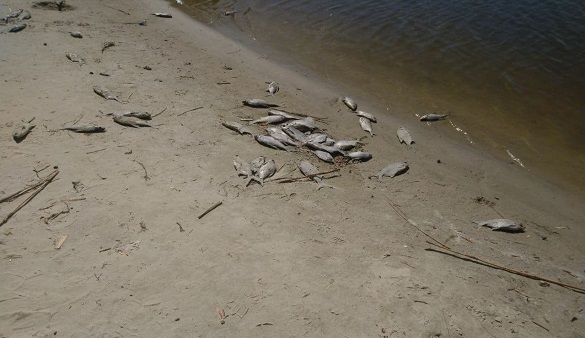 Майже сотню заражених рибин виявили в Черкаській області (ФОТО, ВІДЕО)