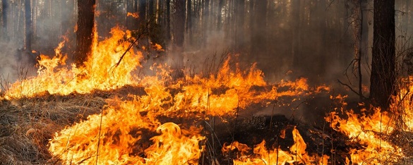 У Черкаській області очікується надзвичайна пожежна небезпека