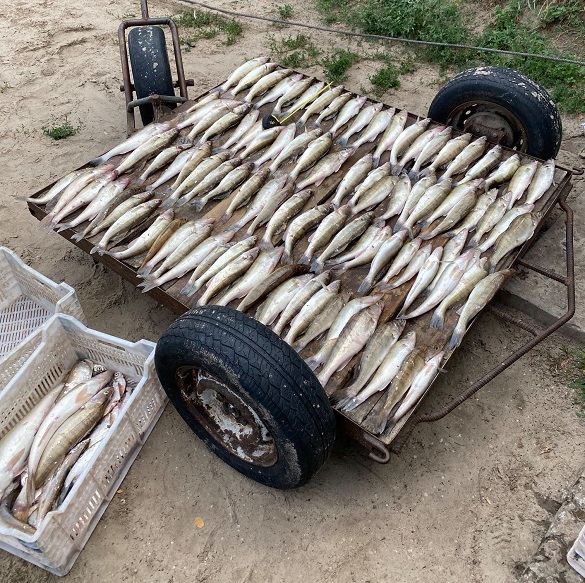 Виловлювати рибу заборонили в межах одного з сіл Черкащини