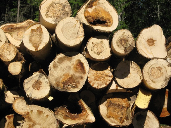 Збитки на понад 300 тисяч: у Черкаській області чоловік незаконно рубав дерева