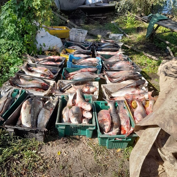 520 кілограмів риби та понад 54 тисячі збитків: на Черкащині затримали браконьєра (ФОТО)