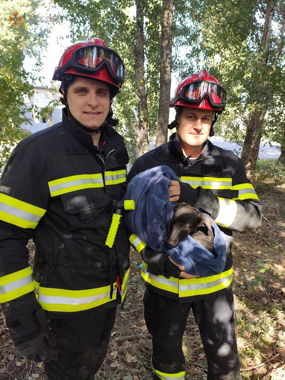 Черкаські рятувальники тричі за добу визволяли собак із пасток