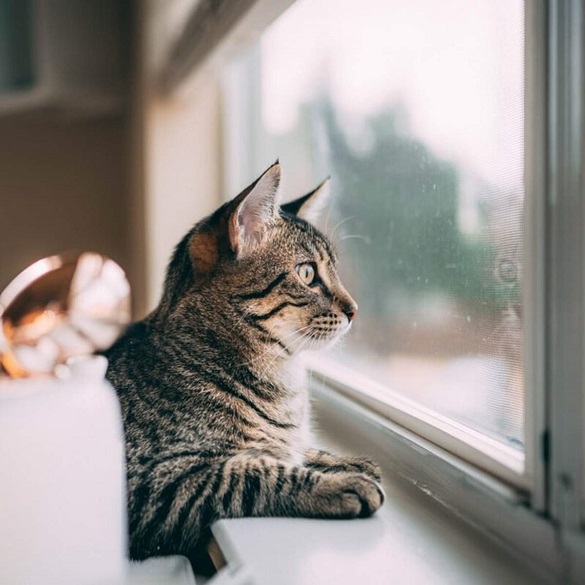 Пів місяця закритий у квартирі: в Черкасах шукають родичів власника кота