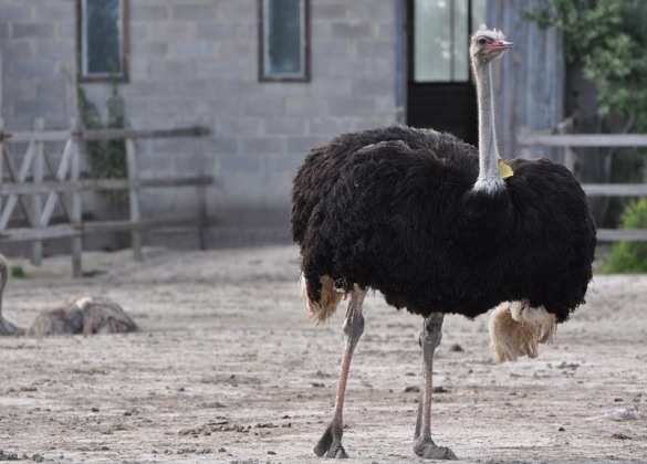 Подружжя відкрило страусину ферму на Черкащині