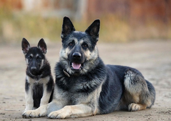 В Україні визначили перелік небезпечних порід собак: що зміниться для власників тварин