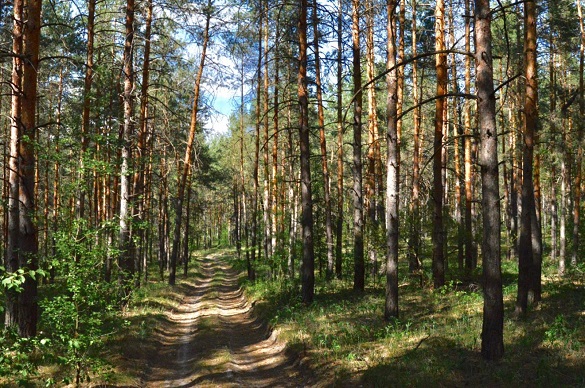 На Черкащині через суд громаді повернули територію лісу, вартість якої понад 20 млн грн