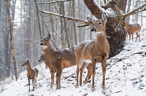 У ліси Черкащини завезли понад 50 благородних оленів