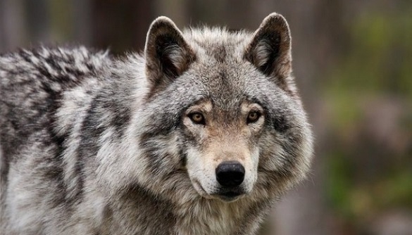 На Черкащині мисливці вбили вовка