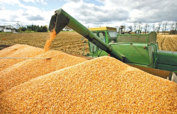 На Черкащині вкрали більше 5 тисяч тонн зерна з державного елеватора