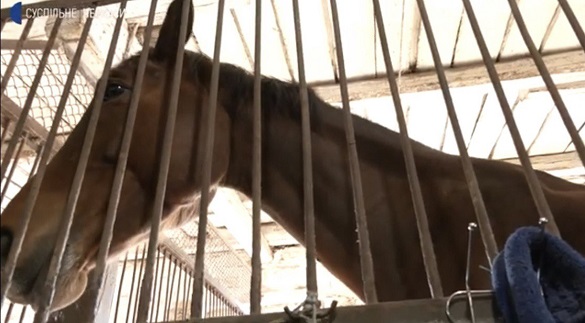 На Черкащині прихистили евакуйованих коней з усієї України