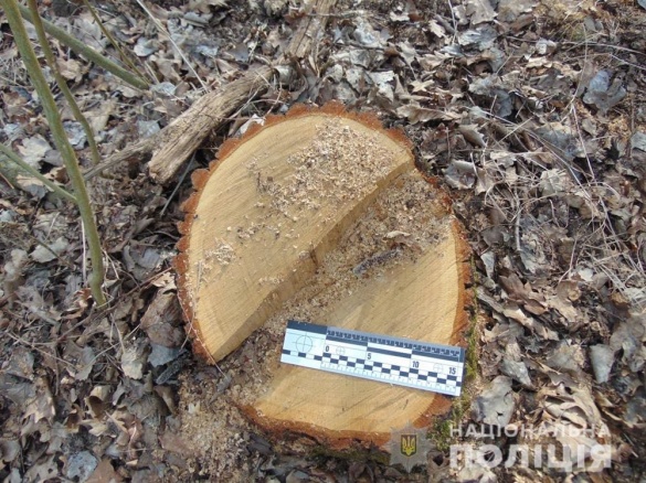 На Черкащині затримано чоловіка, який незаконно вирубував ліс