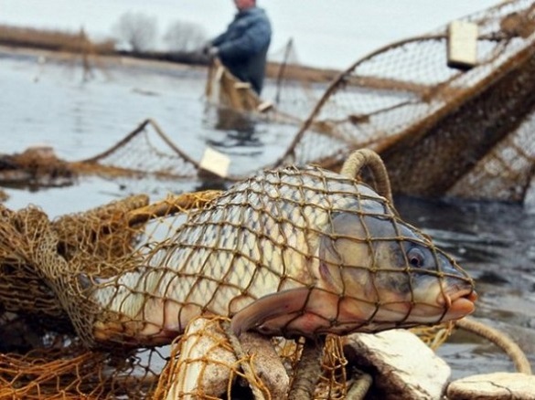 Ще одного рибалку-браконьєра виявили в Черкаській області