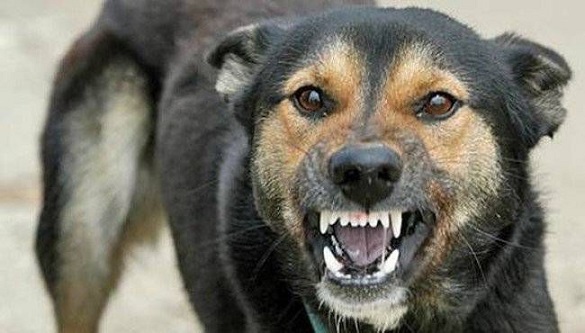 В Умані ввели карантинні обмеження через сказ у собаки 