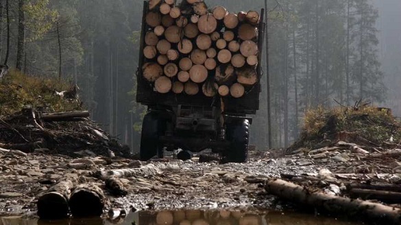 Збитки понад мільйон гривень: у Черкаській області старосту села підозрюють у вирубці дерев
