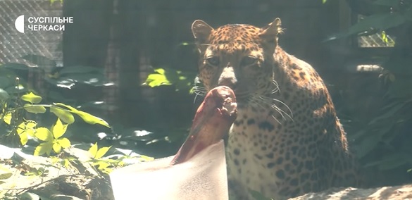 У черкаському зоопарку морозивом рятують тварин від спеки (ВІДЕО)