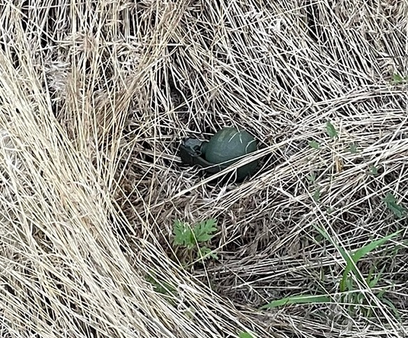 На полі з соняшниками у Смілі знайшли гранату