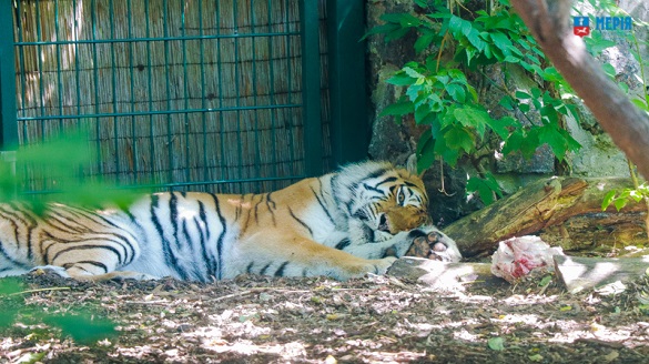 Майже 60 тварин-переселенців прихистили в черкаському зоопарку