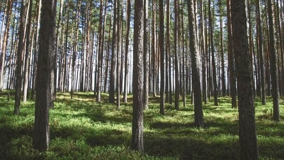 У Черкаській області змінили правила відвідування лісів 