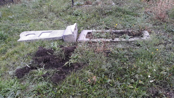 Дикі свині розтрощили кладовище в селі на Лисянщині