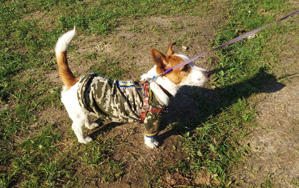 Має військову форму та погон: у черкаській теробороні служить пес (ФОТО)